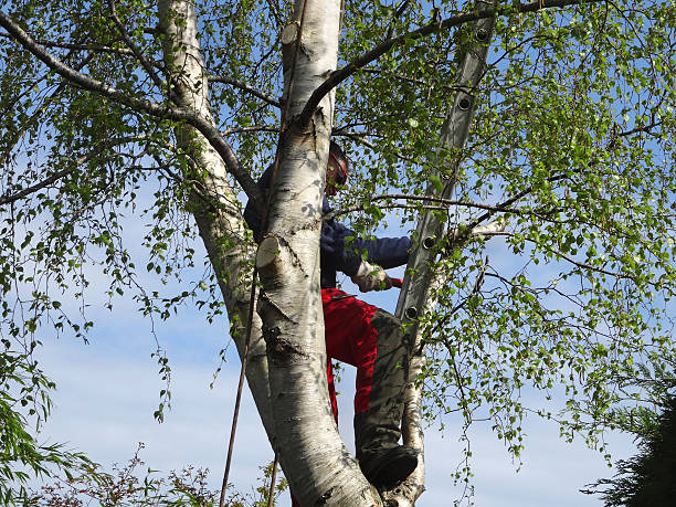 How Our Tree Care Process Works  in  Gordonsville, VA