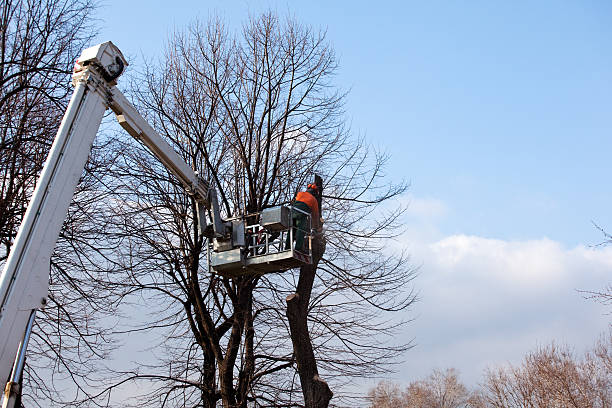 Best Hazardous Tree Removal  in Gordonsville, VA